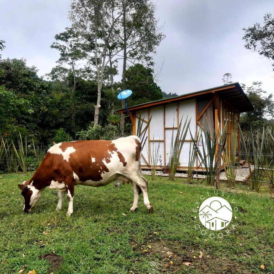 הוילה Exclusivo Cocora Con Jacuzzi Salento Quindio מראה חיצוני תמונה